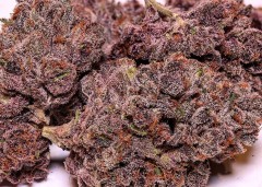 purple kush near me